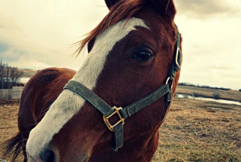 Struggling to open up? A horse could help